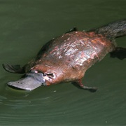 Platapus