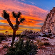 Excursions in the Mohave Desert & Joshua Tree National Park, Nevada