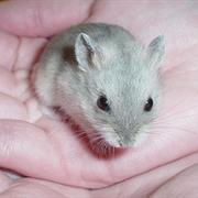 Look After the School Hamster