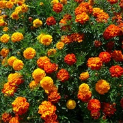 Tagetes