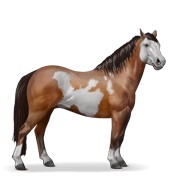 Quarter Pony - Bay Overo