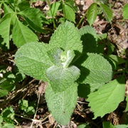 Apple Mint (Mentha Suaveolens)