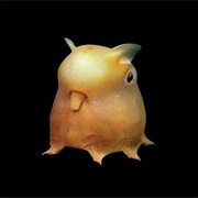 Dumbo Octopus