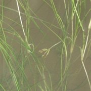 Beaked Tasselweed (Ruppia Maritima)