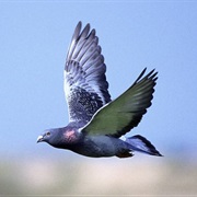 Send a Letter With a Carrier Pigeon