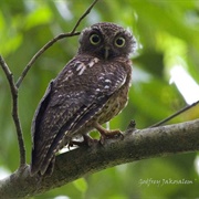 Cebu Hawk-Owl
