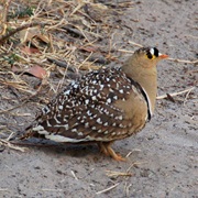 Sandgrouse