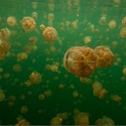 Swim in a Lagoon Full of Nonsting Jellyfish, Philippines & Palau