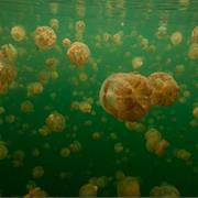 Swim in a Lagoon Full of Nonsting Jellyfish, Philippines &amp; Palau