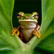 Ranidaphobia – the Fear of Frogs