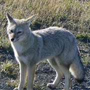 South American Gray Fox