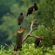 D Drava NP/Gornje Pod. /Kopacki Rit Hun/Ser/Cro