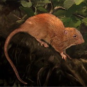 Poncelet's Giant Rat