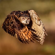 See a Wild Eagle Owl in Kazakhstan