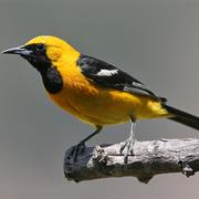 Hooded Oriole