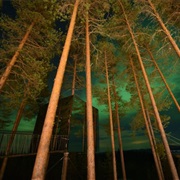 Tree Houses Luleå