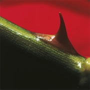 Nusrat Fateh Ali Khan - Night Song