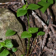 Siberian Spring Beauty (Claytonia Sibirica)