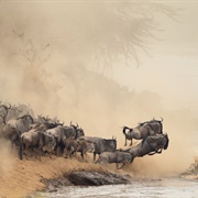 Watch the Great Migration, East Africa