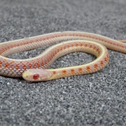 Albino Ribbon Snake