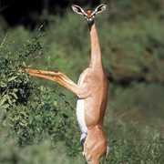 The Gerenuk