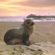 Seal Beach