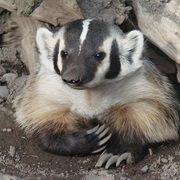 American Badger