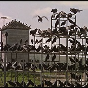 Crows on Jungle Jim (The Birds)