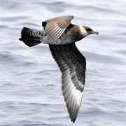 Skua