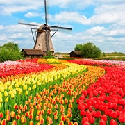 Holland in the Spring
