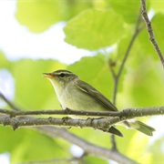 Kamchatka Leaf Warbler