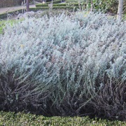 Curry Plant (Helichrysum Italicum)