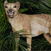 Tasmanian Tiger