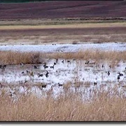 Creedman Coulee National Wildlife Refuge