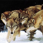 There Is an Alpha in a Wolf Pack