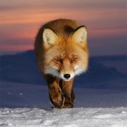 Red Fox