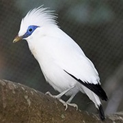 Bali Mynah