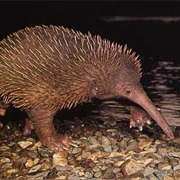 Sir David's Long-Beaked Echidna