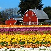 Skagit Valley Tulip Fields, Washington