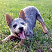 Blue Heeler