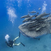 Diving in Red Sea, Djibouti