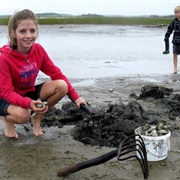 Go on a Clamming Excursion (Maritimes)
