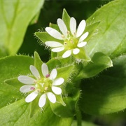 Chickweed (Stellaria Media)