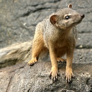 Narrow-Striped Mongoose