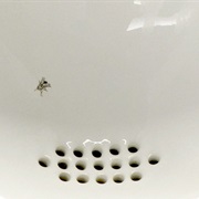 Spider in the Urinal Thought Experiment