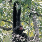 Black Spider Monkey (Aka Red Faced Spider Monkey)