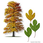 Sassafras Tree