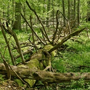 Bialowieza National Park - Poland