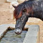 Skyros Pony