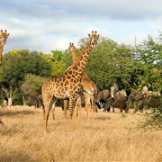 Go on an African Safari (In Africa)